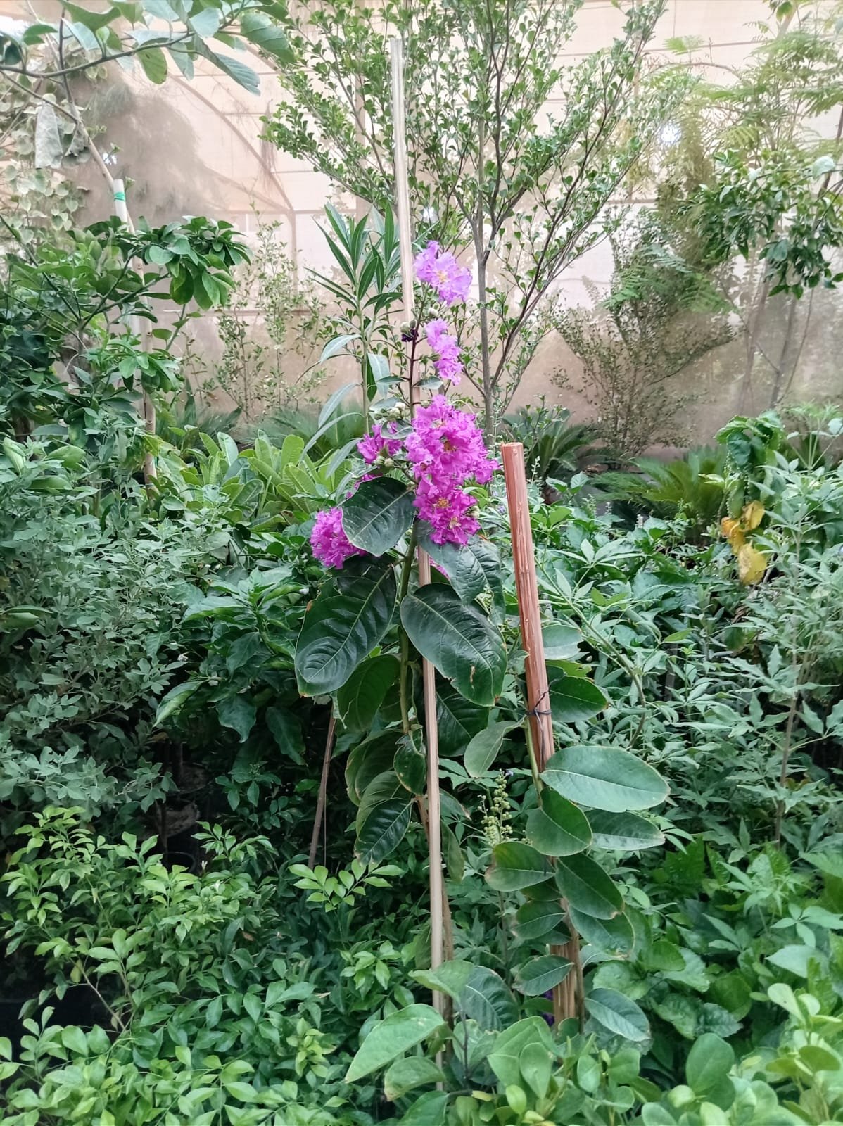 عمل تنسيق حدائق